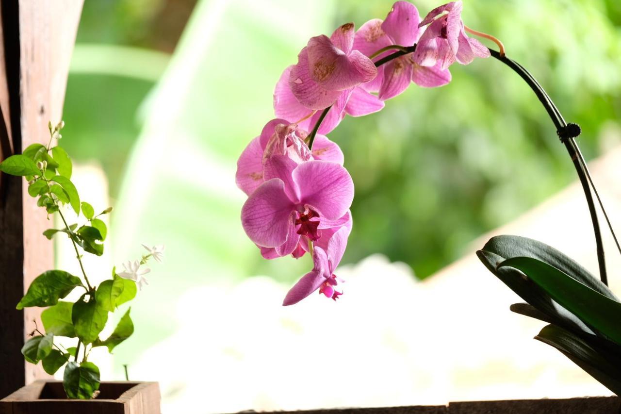 Bumbung Sari Villa Ubud  Luaran gambar