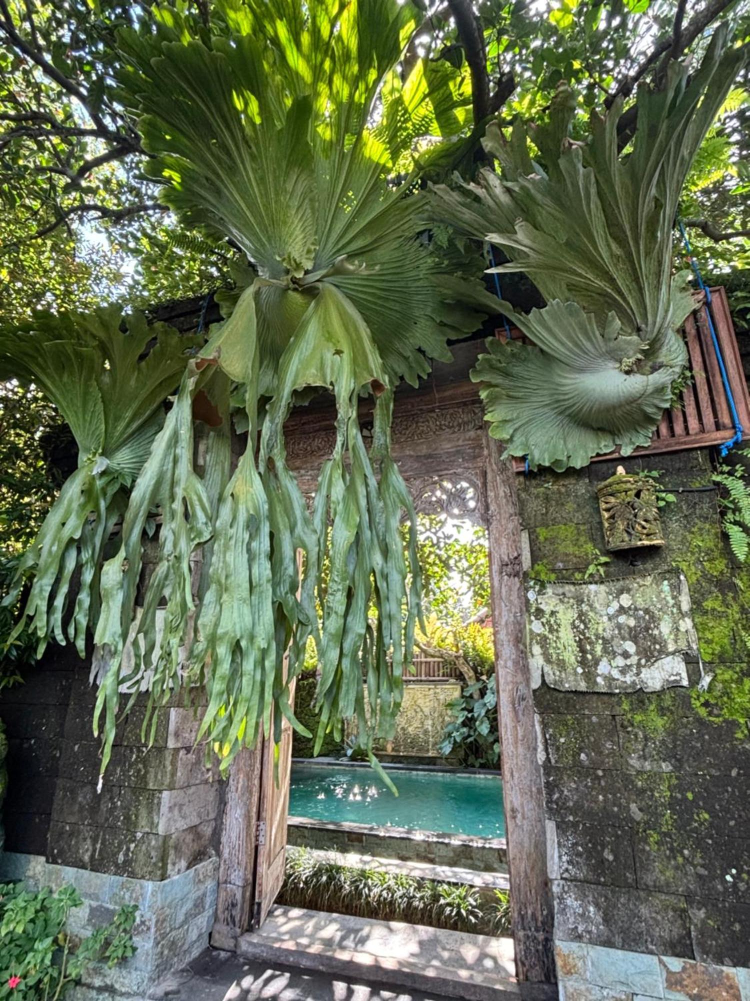 Bumbung Sari Villa Ubud  Luaran gambar